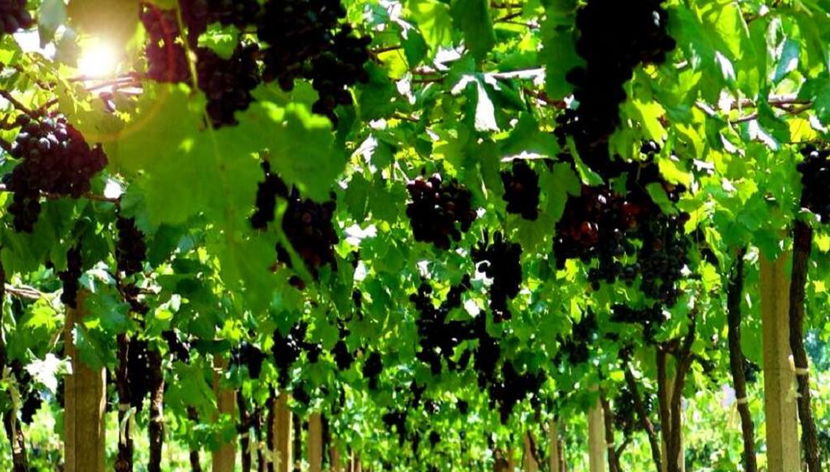 Khao Yai Instagram and Food & Wine Tour - Foto 3